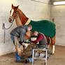 Blacksmith's shop at the animal hospital in Bern