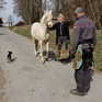 Présenter un cheval